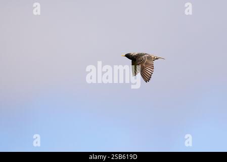 Gewöhnlicher Starling im Flug (Sturnus vulgaris) Stockfoto