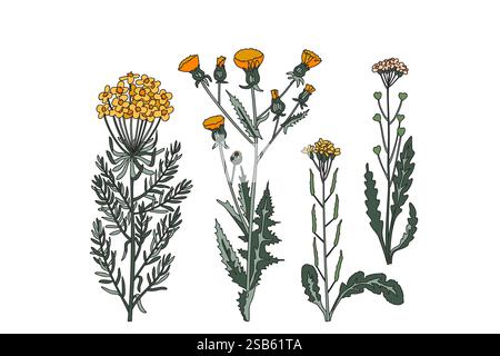 Sammlung botanischer Pflanzen und Blumen isoliert auf weißem Hintergrund. Wildblumenstrauß in grünen gelben Farben Vektor-Illustration. Grafikdesign f Stock Vektor