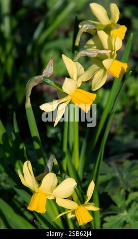 Narcissus Tête-à-tête Stockfoto