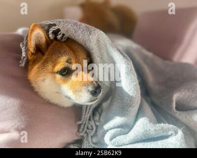 Nachdenklicher Shiba Inu mit einem traurigen Ausdruck, Kopf unter einer Decke. Die Stimmung ist nachdenklich und besinnlich. Hochwertige Nahaufnahmen. Kopierbereich verfügbar. Stockfoto