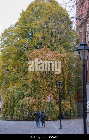 Ein großer, buschiger Baum mit grünen Blättern, der an einem Gebäude wächst, mit einem kleineren, hängenden Baum davor, und zwei Personen, die auf dem Bürgersteig laufen. Stockfoto