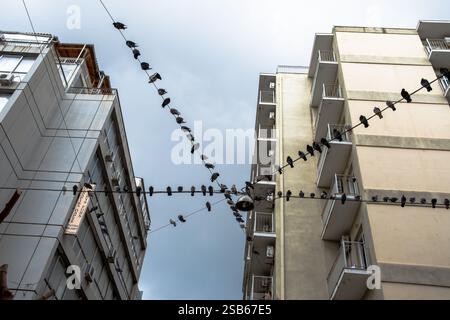 Vögel, die auf städtischen Stromkabeln sitzen Stockfoto