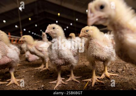 Ein Huhn mit Gefieder während des Wechsels von gelbem Flaum zu Federn, ein Geflügelbetrieb, in dem Hühner zur Herstellung von Fleischprodukten aufgezogen werden Stockfoto
