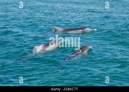 Buckeldelfine im Indischen Ozean (Sousa plumbea) sind eine vom Aussterben bedrohte Art, die vielen menschlichen Bedrohungen ausgesetzt ist. Plettenberg Bay ist ein zuverlässiger Ort, um sie zu sehen. Stockfoto