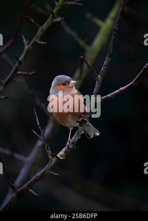 Ein männlicher Chaffinch, Fringilla Coelebs, auf einem kleinen Baumzweig Stockfoto