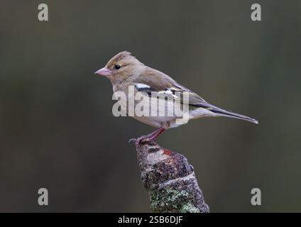Ein weiblicher Chaffinch (Fringilla coelebs), der auf einem alten Baumzweig sitzt Stockfoto