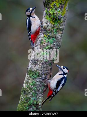 Ein männlicher und weiblicher Spechte (Dendrocopos Major), der sich an der Seite eines mit Flechten bedeckten Baumstamms festhält. Lees, West Yorkshire, Großbritannien Stockfoto