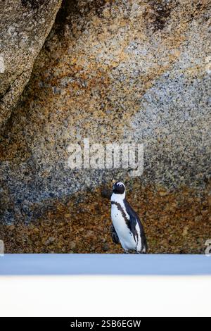 Ein afrikanischer Pinguin steht in der Nähe eines großen strukturierten Felsens am Boulders Beach, Kapstadt, Südafrika, mit glattem Boden und einem ausgeprägten geologischen Hintergrund Stockfoto