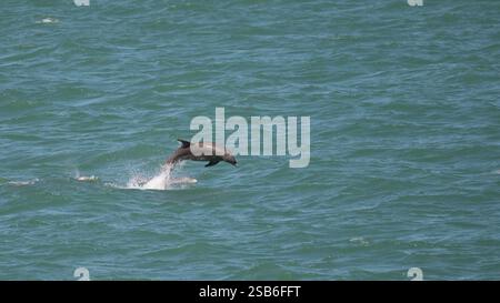 Ein großer Tümmler (Tursiops truncatus), der aus dem Wasser springt und unter ihm andere Delfine auf den Florida Keys, USA, sichtbar sind. Stockfoto