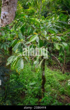 Hoch stehend zeigt eine lebendige Kaffeepflanze ihr üppiges grünes Laub neben den aufblühenden Kaffeekirschen, alles in einem reichen Wandteppich der umliegenden Regenwaldvegetation in Bali, Indonesien Stockfoto