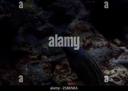 Muray Aal in einem Tank mit Felsen im Hintergrund Stockfoto