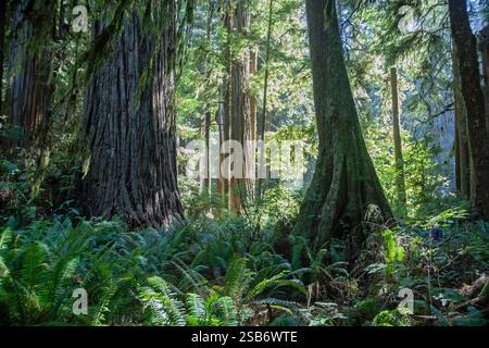Crescent City, Kalifornien – Mammutbäume (Sequoia sempervirens), die höchsten Bäume der Welt, im Jedediah Smith Redwoods State Park. Der Park ist p Stockfoto