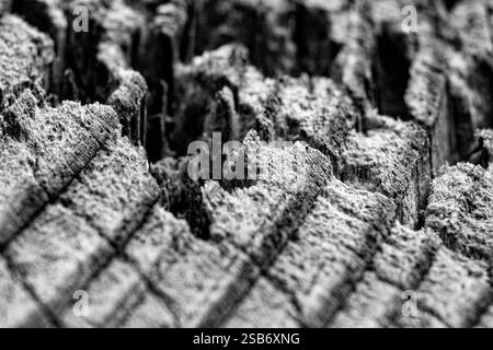 Ein Schwarzweißfoto eines verwitterten Baumstumpfes aus Nahaufnahme, das seine raue Textur, tiefe Risse und komplizierte Details des natürlichen Verfalls zeigt. Stockfoto