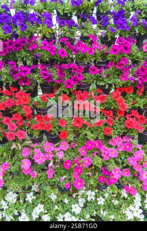 Lebhafte Péunienblumen in Violett-, Rot- und Rosa-Tönen in vertikalem Gartenstil Stockfoto