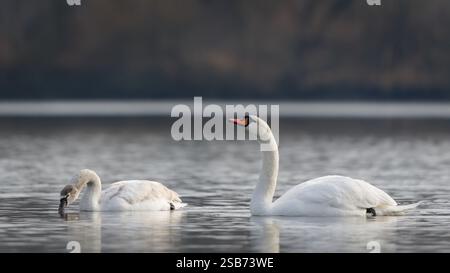 Wasservögel Cygnus olor auch bekannt als der stumme Schwan. Erwachsener und mit ihrem Baby. Stockfoto