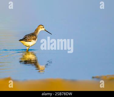 Ein gemeiner Sandpiper in Reflexion Stockfoto