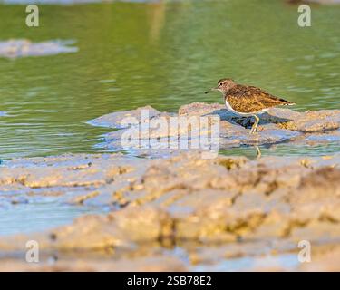 Ein gemeiner Sandpiper, der in Feuchtgebieten spaziert Stockfoto