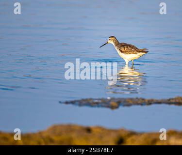 Ein gewöhnlicher Sandpiper auf der Suche nach Nahrung Stockfoto