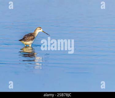 Ein gemeiner Sandpiper in einem See Stockfoto