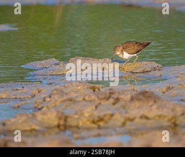 Ein gemeiner Sandpiper in einem Feuchtgebiet Stockfoto