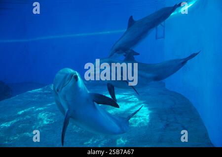Drei süße Delfine schwimmen und spielen in einem klaren blauen Pool unter der hellen Sonne in Las Vegas und zeigen ihre verspielte Natur in einer lebendigen, unterhaltsamen Umgebung Stockfoto