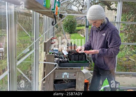 Ältere Frau, die im Gewächshaus steht und Samen im Frühfrühling in Tabletts und Töpfe im Februar-Garten sät, im Winter Wales, Großbritannien, KATHY DEWITT Stockfoto