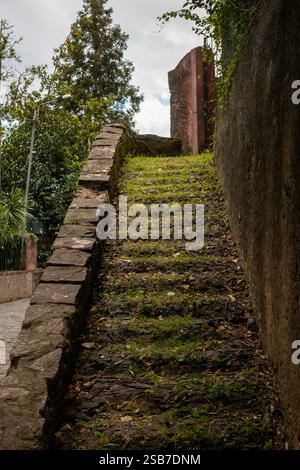 Alte Treppen einen Hügel hinauf, bedeckt mit alten Blättern und frischem Gras. Rosa Teil eines Zauns oben. Bewölkter Himmel. Funchal, Madeira, Portugal. Stockfoto