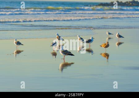 Eine Gruppe von Möwen steht auf dem nassen Sand und spiegelt sich in den sanften Wellen von Venice Beach und fängt das Wesen des Küstenlebens ein. Stockfoto