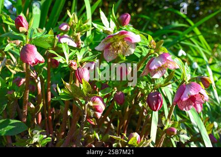 Ein Klumpen rosafarbener, winterblühender Hellebores im britischen Garten Februar. Stockfoto