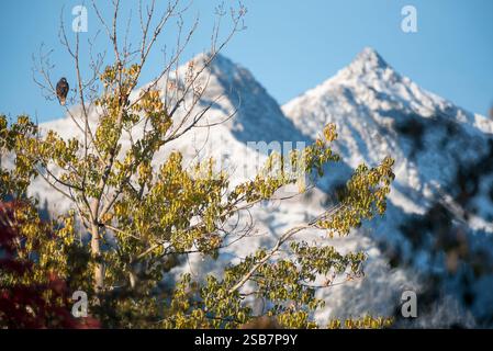 Rotschwanzfalke auf einem Baumwollbaum, Wallowa Valley, Oregon. Stockfoto