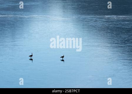 Gänse auf Eis, Wallowa Lake, Oregon. Stockfoto