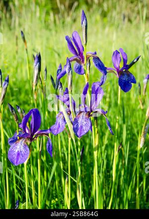 Sibirische Iris im Quellwald. Eine Gruppe blühender sibirischer Iris (Iris sibirica) in einem wilden Wald auf einem Sumpf. Stockfoto