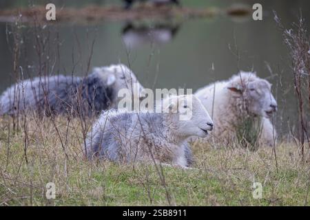 Herdwick Schafe und Lämmer, die auf dem Gras am Rande des Flusses Wylye in Wiltshire, Vereinigtes Königreich, sitzen, Stockfoto