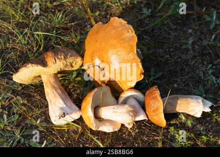 Verschiedene Formen und Größen von Stachelpilzen (Boletus edulis) in einer Waldlichtung. Stockfoto