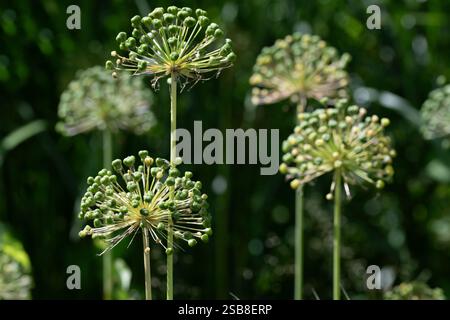 Verblichener Zierlauchs, der im Garten wächst. Die grünen Samenkapseln ragen aus den Pflanzen hervor. Der Hintergrund ist grün. Stockfoto