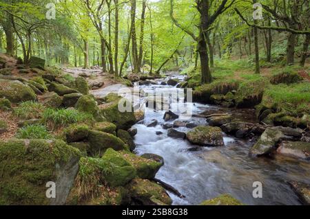 Golitha Falls, eine Reihe von Kaskaden und kleinen Wasserfällen, die über moosige Felsen durch Draynes Wood entlang des Flusses Fowey, Bodmin Moor, Cornwall, Großbritannien fließen Stockfoto