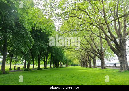 Eine Allee mit Kalk- und London Platanen im Wandsworth Park, einem denkmalgeschützten edwardianischen Stadtpark am Ufer der Themse England Großbritannien Stockfoto