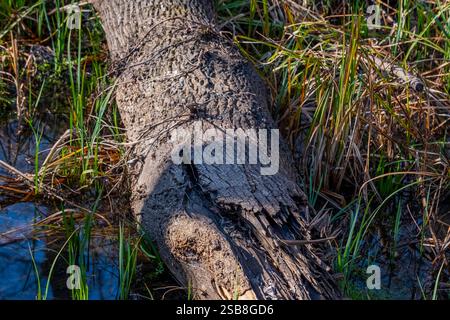 Ein Baumstamm liegt in einem Teich mit Gras um ihn herum. Der Stamm ist teilweise im Wasser untergetaucht, das Gras ist hoch und trocken. Die Szene Stockfoto