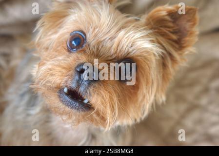Reifer Yorkie Nahaufnahme des Gesichts mit nur noch 2 Zähnen. Stockfoto