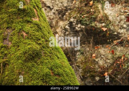 Moos wächst auf Baumstämmen in Norditalien Stockfoto