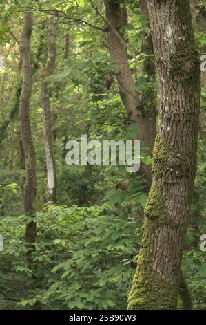 Die Textur eines Eichenstammes Stockfoto