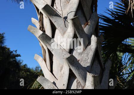 Sabal Palmetto-Palmenstamm mit alten Blattbasen, die kreuzförmig wachsen Stockfoto
