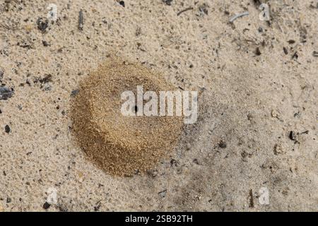 Ameisenhügel in sandigem Boden mit kleiner Ameisenaustrittsöffnung Stockfoto