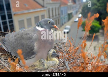 Ein Blick auf eine Taube mit jungen Tauben. Taubenpaar haben ein Nest in einem Blumenkasten auf der Fensterbank gemacht. Blick vom Wohnzimmer durch das Glas Stockfoto