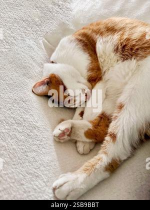 Die rote Katze schläft auf der Seite. Er hat sich zu einem Ball zusammengerollt und seine Hinterbeine ausgestreckt Stockfoto
