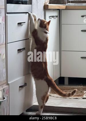 Die Ingwerkatze steht auf ihren Hinterbeinen vor dem Küchenschrank. Er lehnt sich mit seinen Vorderpfoten am Schrank nach vorne. Hintergrundbeleuchtung Stockfoto