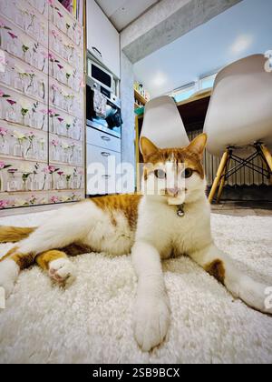 Porträt einer Ingwerkatze. Die Katze sitzt auf dem Boden und schaut in die Kamera. Stockfoto