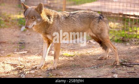 Der iberische Wolf steht während der goldenen Stunde in einem Heiligtum Stockfoto