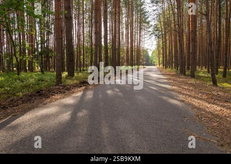 Sonnenstrahlen, die durch die Bäume leuchten Stockfoto