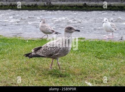 Die Europäische Heringsmöwe Larus argentatus steht auf grasbewachsenem Grund mit dem Fluss Corrib in Galway, Irland, im Hintergrund Stockfoto